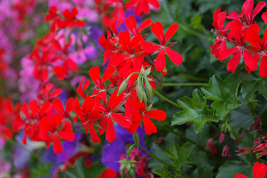 Väcka pelargoner och kläcka fröer – Årets första första evenemang med Pelargonsällskapet Väcka pelargoner och kläcka fröer – Årets första första evenemang med Pelargonsällskapet